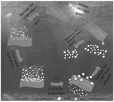 Preparation process of reversible immobilized cellulase using recycled LDPE film as a substrate